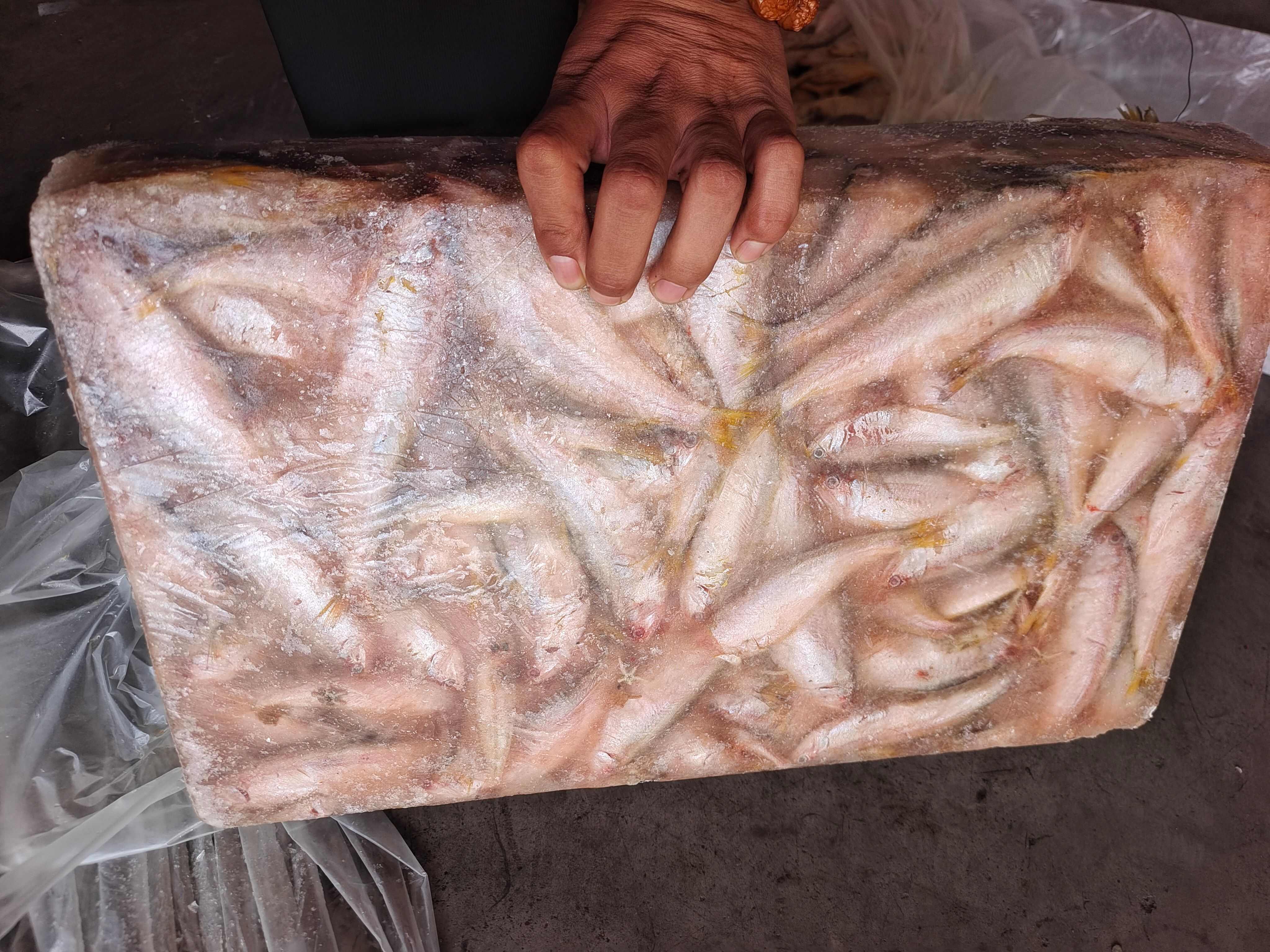 山东威海石岛毛扣子，油扣鱼，黄鲫子，15斤板速冻板