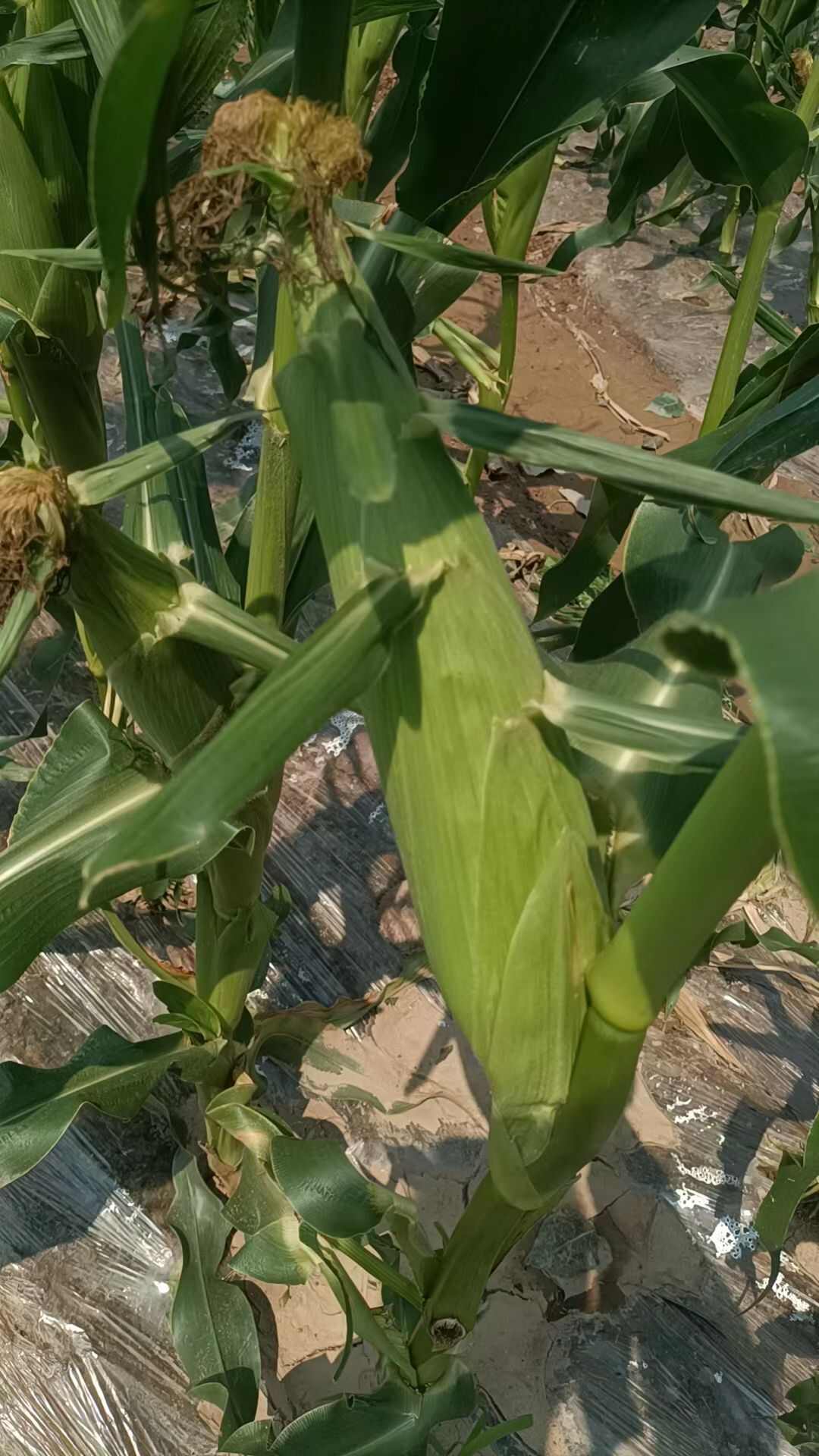 甜玉米大量上市需要的联系
