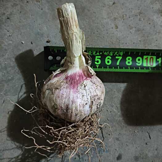 大名县大蒜