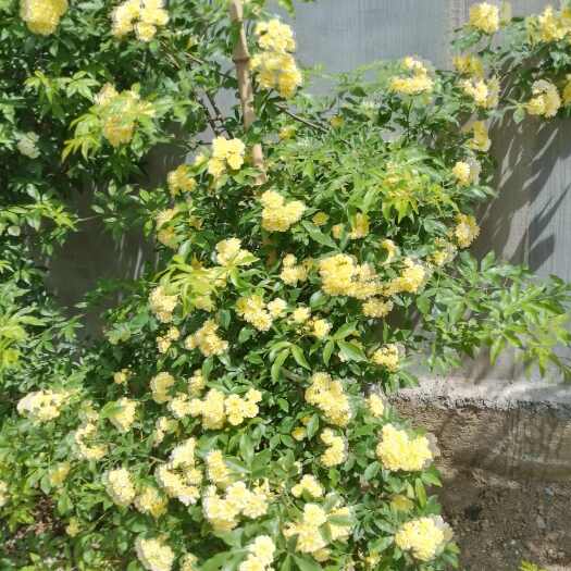莒县木香花