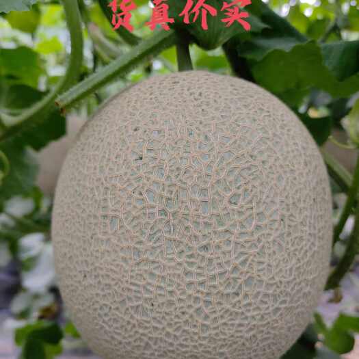 莘县鲁厚田 库拉圆网系列网纹瓜