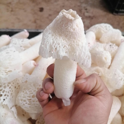 安顺红托竹荪