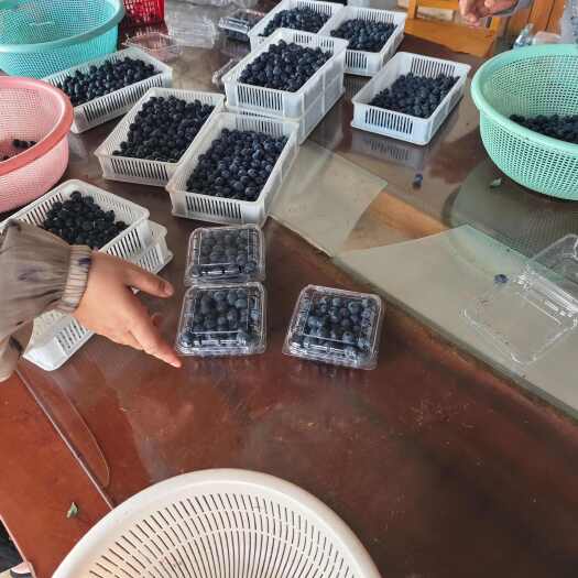 安义县江西南昌安义县新鲜采摘蓝莓浆果现摘现发