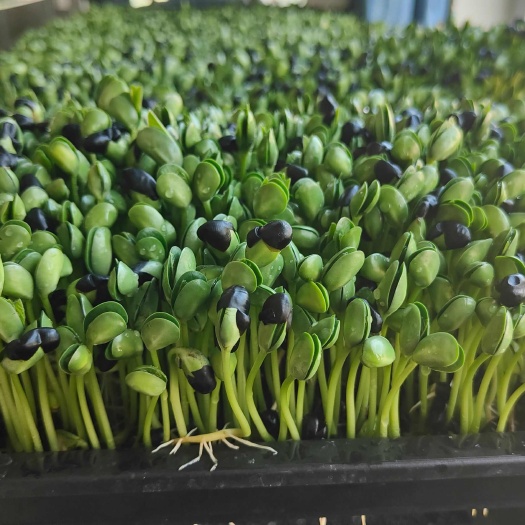 遵化市黑豆芽-空心菜