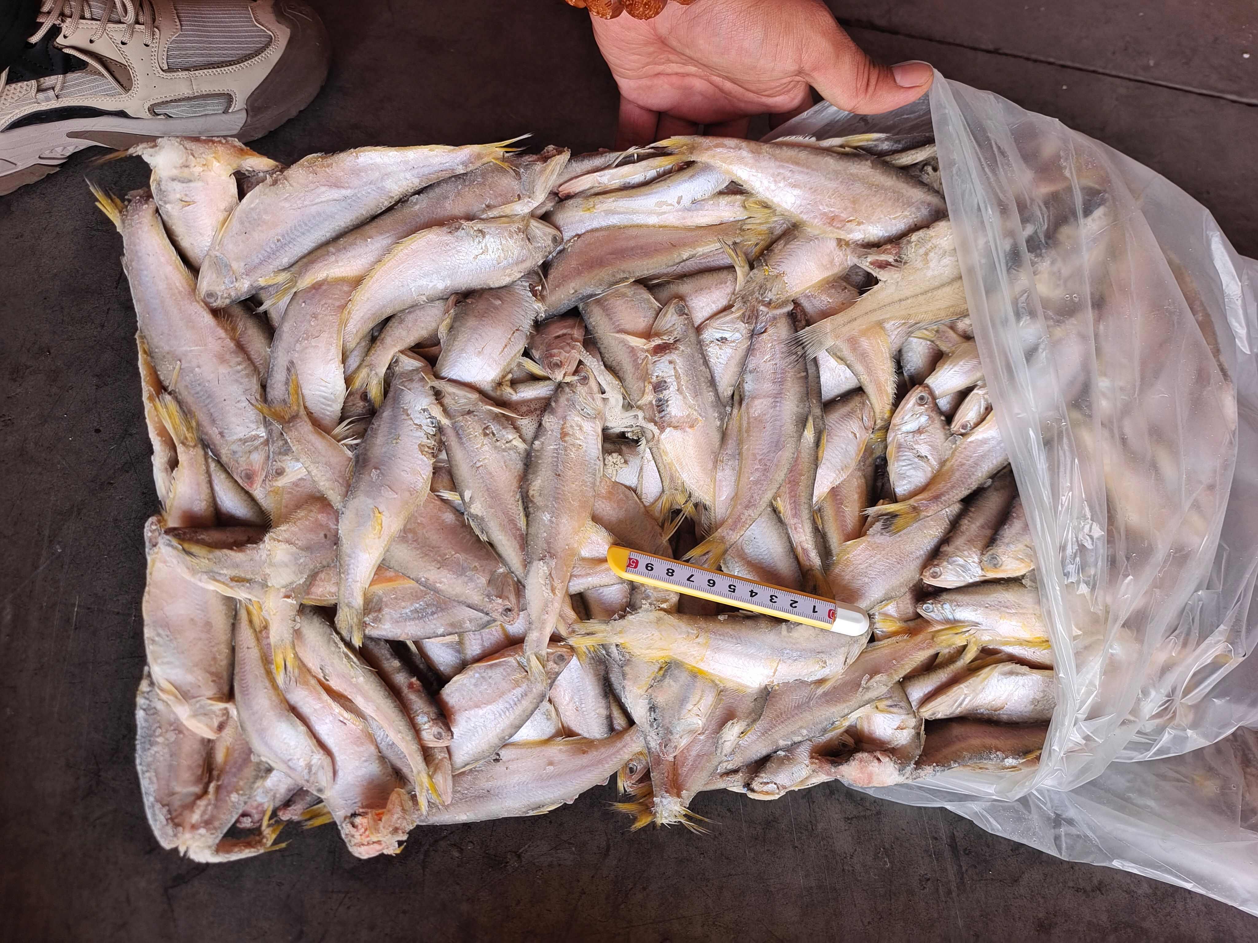 山东威海石岛毛扣子，油扣鱼，黄鲫子，15斤板速冻板