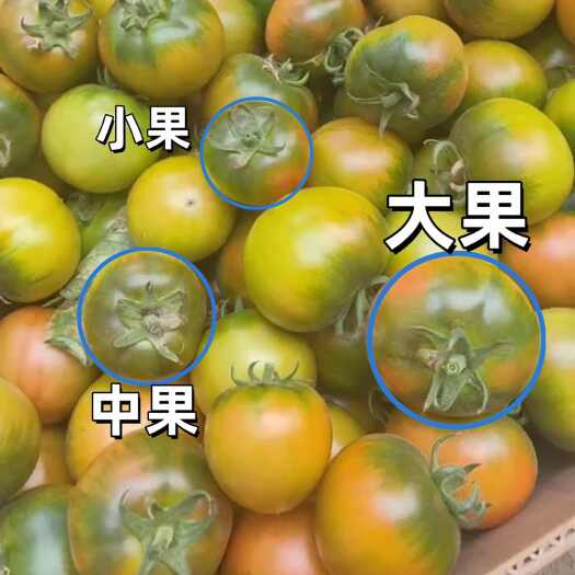 盘锦盘锦碱地柿子大洼铁皮柿子草莓柿子绿腚水果西红柿（可一件代发）