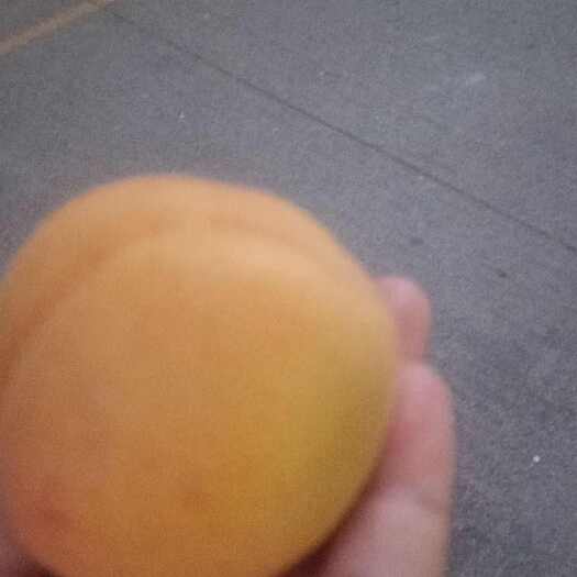 杏绵阳凯特杏