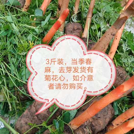 彝良县正宗云南昭通小草坝天麻，深山采挖，品质原产地直发