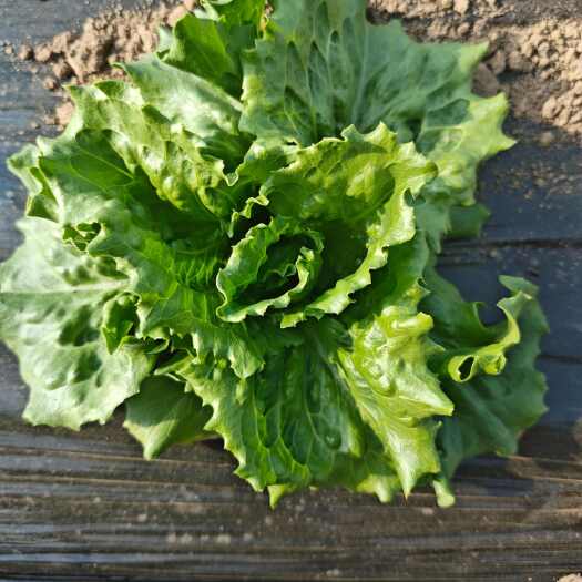 赤城县球生菜