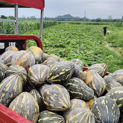 广西崇左香芋南瓜特香特甜