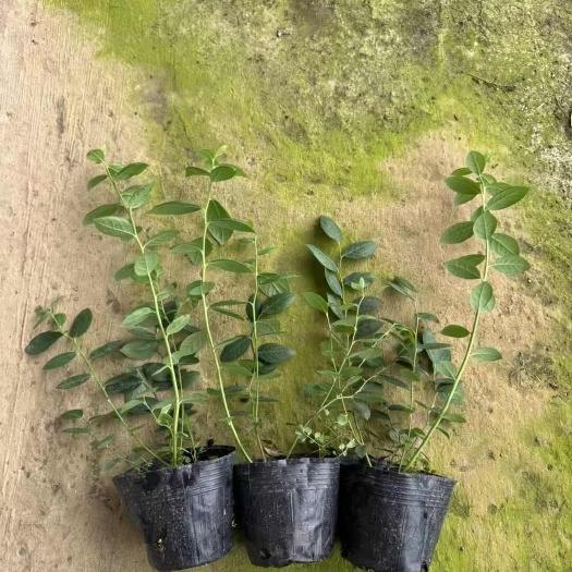 泰安F6蓝莓苗 组培苗育苗高产大果其他品种全