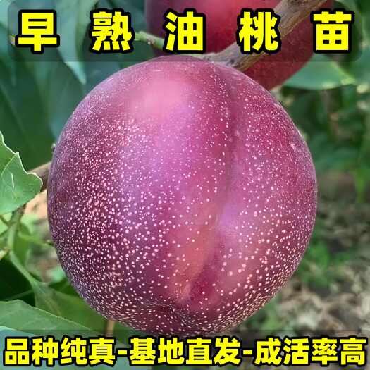 正品早熟油桃苗 大果型油桃 品种纯真 基地现起现发 成活率高