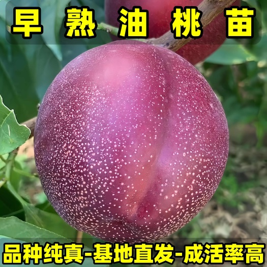 营口正品早熟油桃苗 大果型油桃 品种纯真 基地现起现发 成活率高