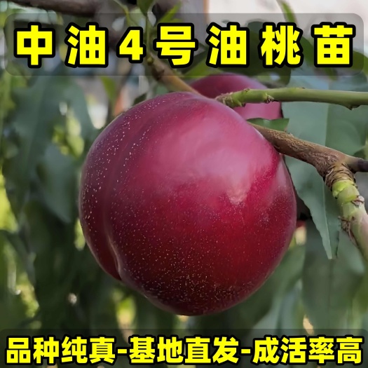 营口中油4号油桃苗 大果型油桃 品种纯真 基地现起现发 成活率高