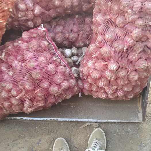 滑县半干蒜