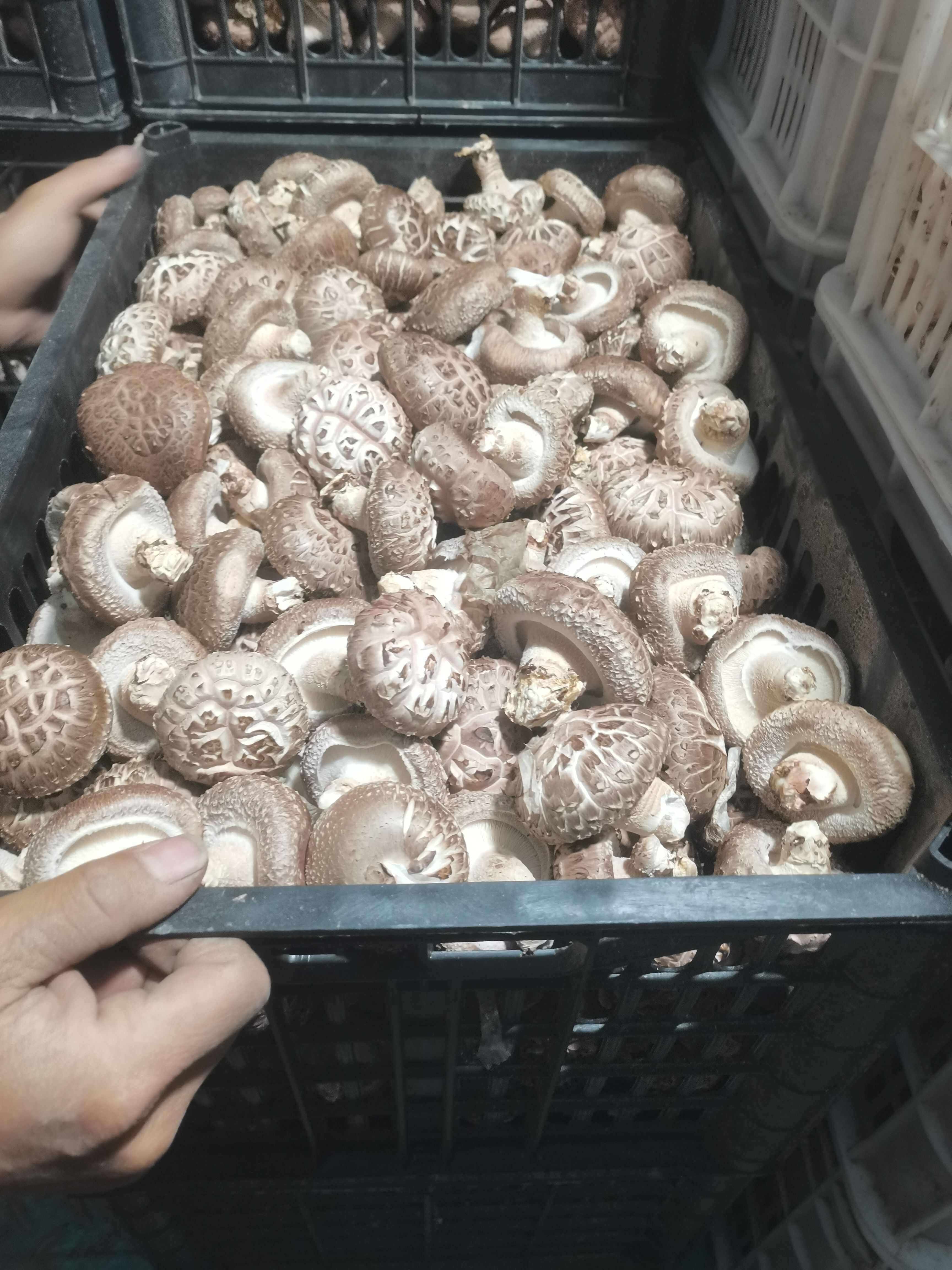 花菇