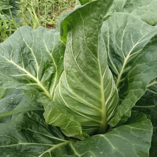 永善县牛心甘蓝包菜