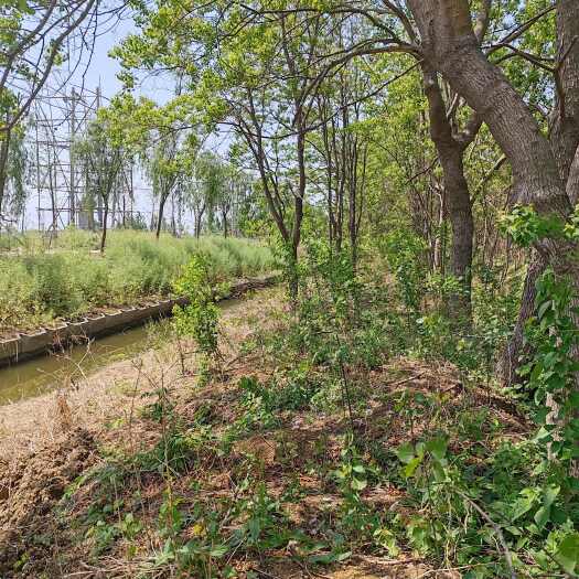 沭阳县基地大量出售3-20公分乌桕