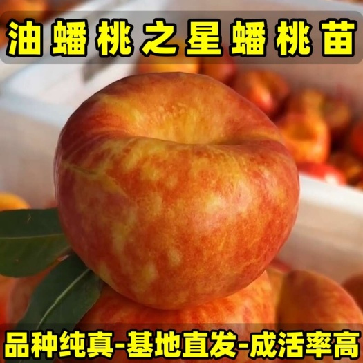 营口油蟠桃之星桃树苗 大果型油蟠桃 品种纯真 树苗基地现起现发