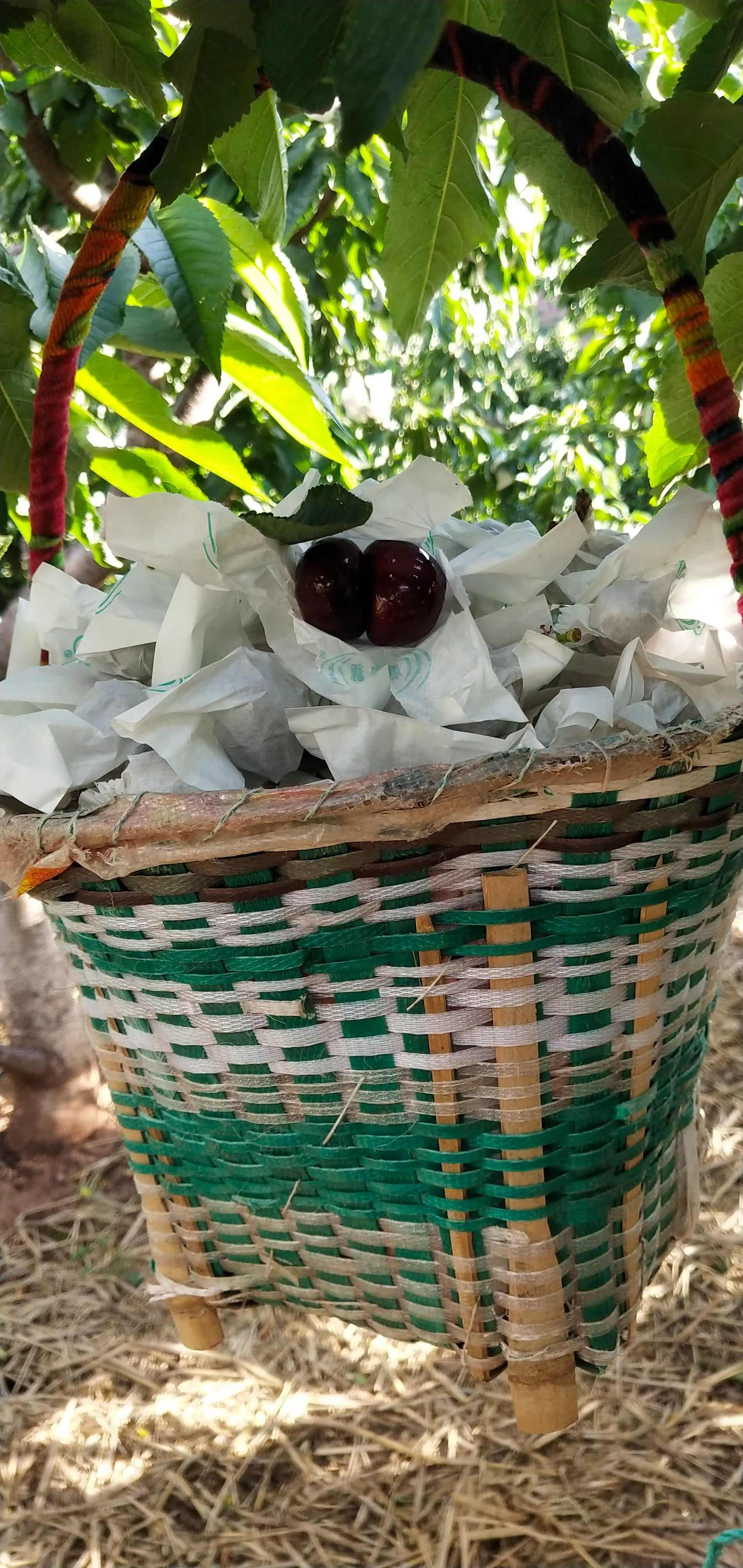 套袋黑珍珠