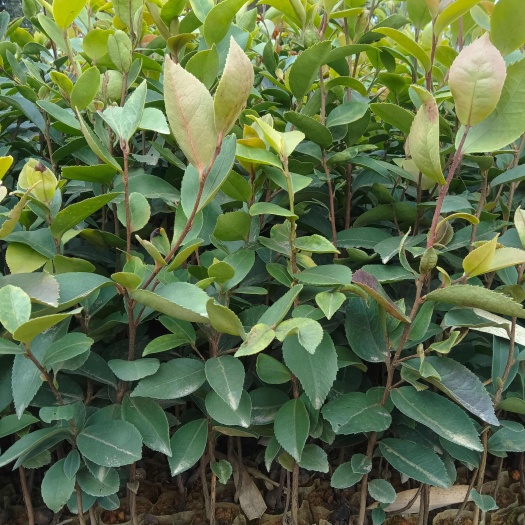 丘北县油茶树苗