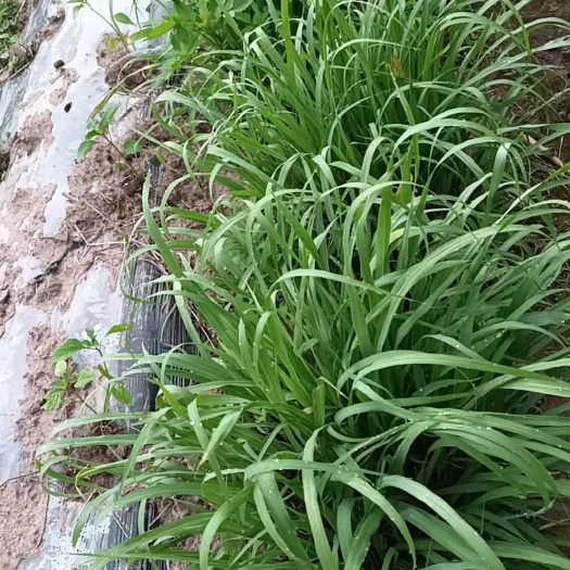 石柱香茅草种苗