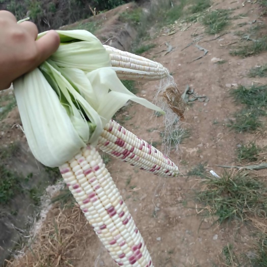 鲜玉米