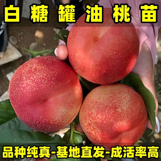 营口正品白糖罐油桃苗 大果型油桃 品种纯真 树苗基地现起现发