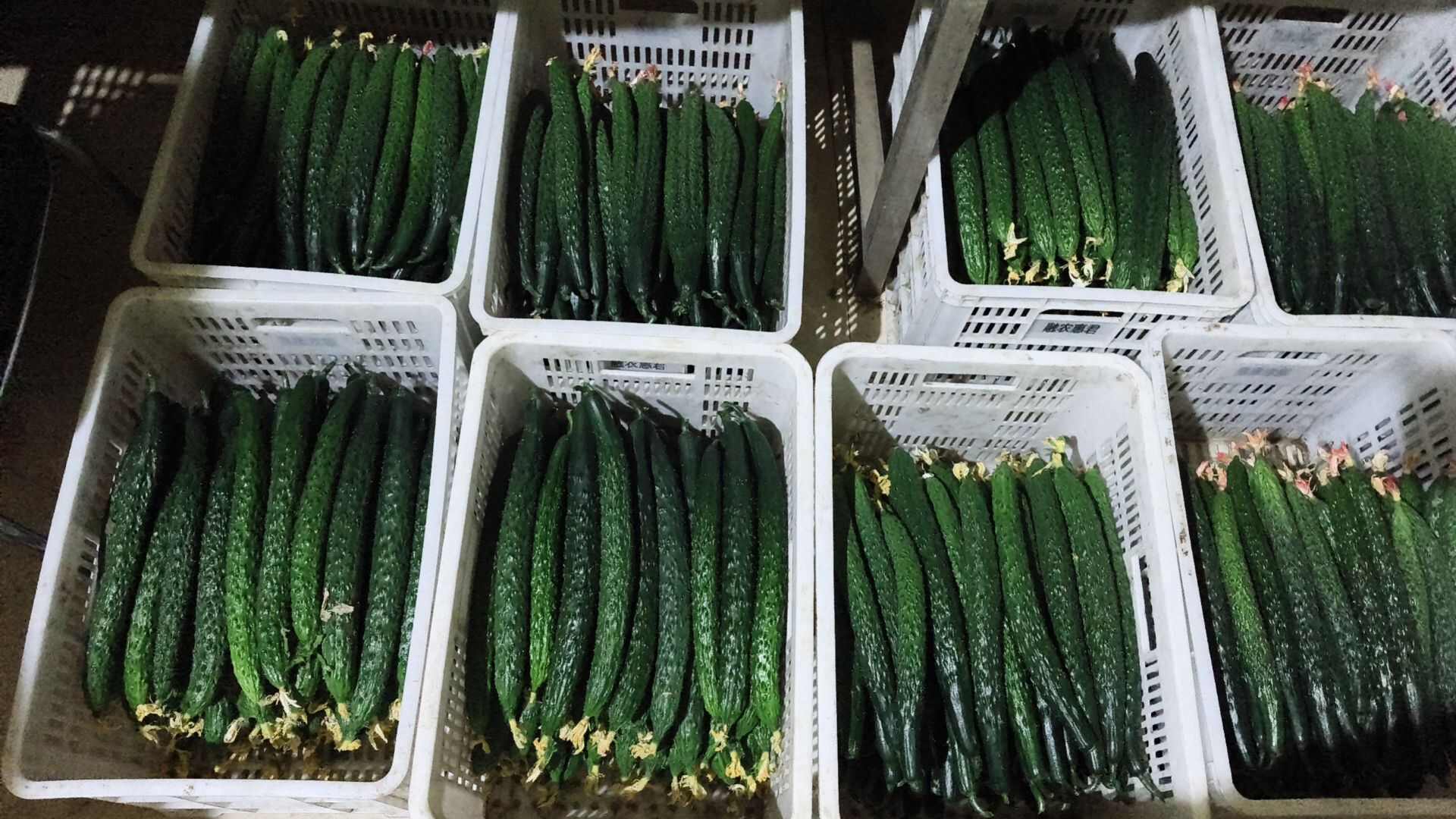 刺黄瓜