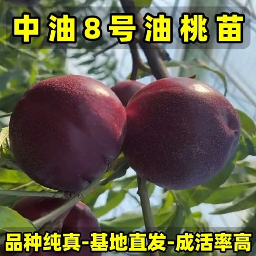 营口中油8号油桃苗 大果型油桃 品种纯真 基地现起现发 成活率高