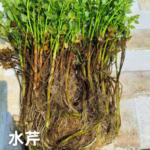 柳州水芹菜大量供应