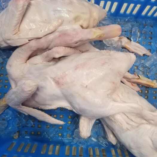 桂平市白条鸭光鸭，批发全国发货，，，。
