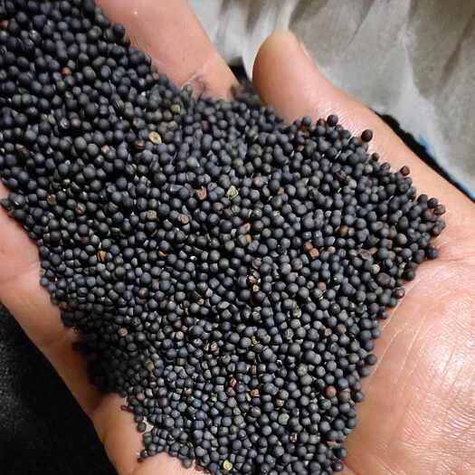 腾冲市云南腾冲界头油菜籽