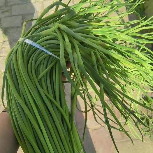 开封长蒜苔