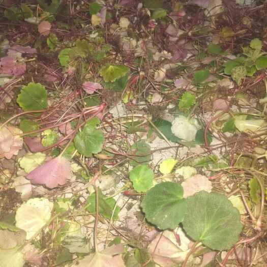 奉节虎耳草绿植盆栽批发价