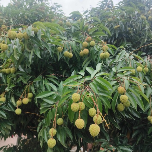 高州市高州桂味荔枝马上可以少量上市