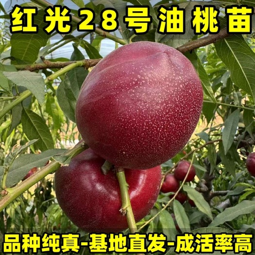 营口红光28号油桃苗 大果型油桃 品种纯真 基地现起现发成活率高