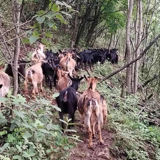 贵州修文黑山羊活畜现售 批发价