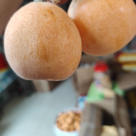 屏山县王星枇杷