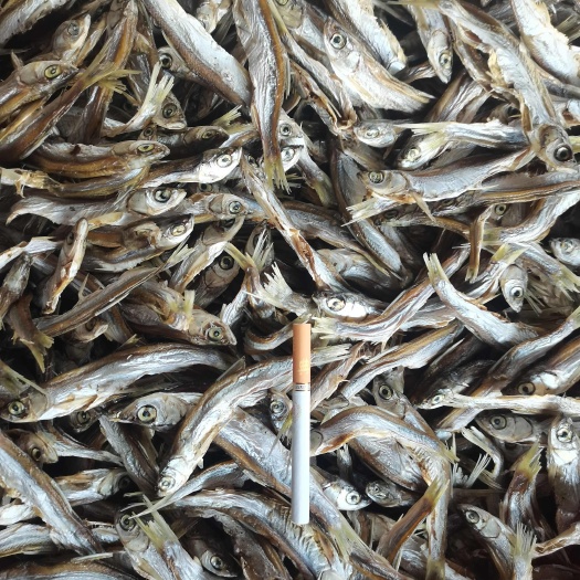 烘干蓝刀/鱼干/干货/餐条/开肚/白条/水库鱼/包邮