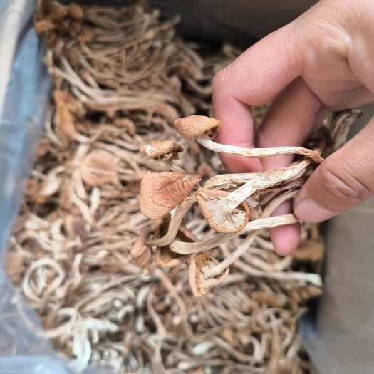 武汉不开伞茶树菇 干净净重大货批发