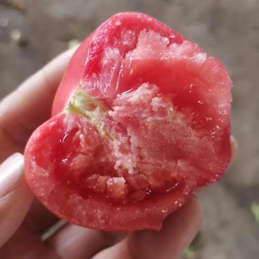 聊城山东聊城万亩硬粉西红柿全天大量供应中，