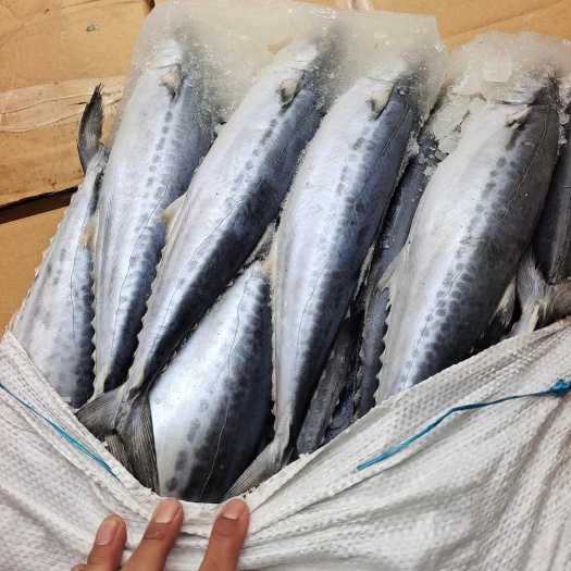 荣成市威海石岛船冻鲅鱼马鲛鱼1-1.5/1.5-2/2-3规格齐全