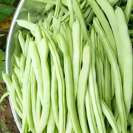 露天无架四季豆