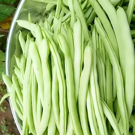 嘉兴露天无架四季豆