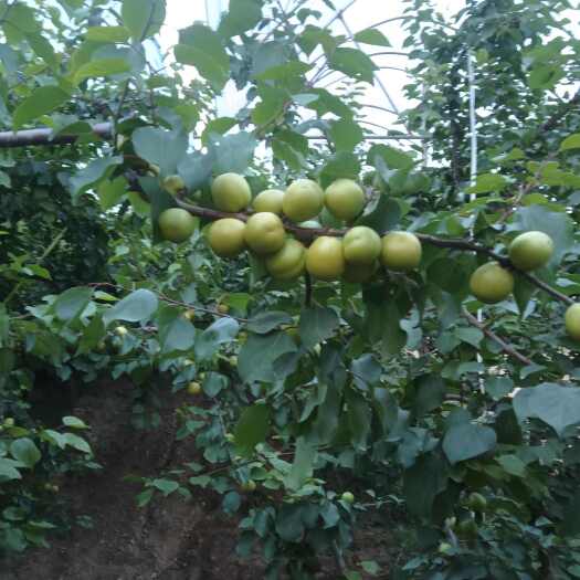 珍珠油杏