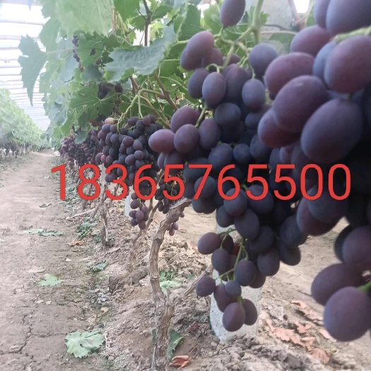 山东聊城莘县新鲜春红葡萄现摘现发甜润可口果粒饱满