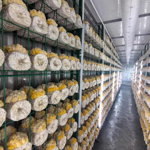 预售鲜金耳，基地种植，保质保量，7天后可售，量大优惠预购从速