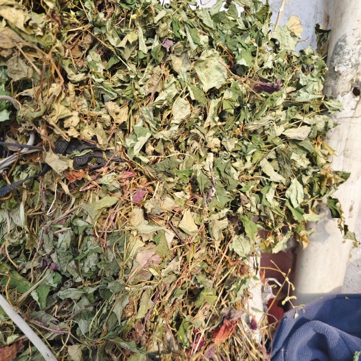 光山县新货野生鱼腥草，颜色青，无杂草，手选货。