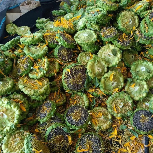 开封鲜食向日葵